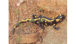 Board puzzle - salamander, 24 pcs