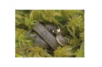 25003: Puzzle deskové - Had  - 24 dílků