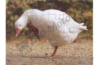 25002: Board puzzle - goose, 24 pcs