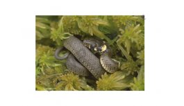 Puzzle deskové - Had  - 24 dílků