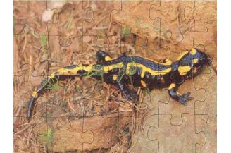 25005: Board puzzle - salamander, 24 pcs