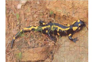 25005: Puzzle deskové - Mlok-24 dílků